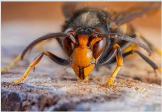 Image illustrant l'article